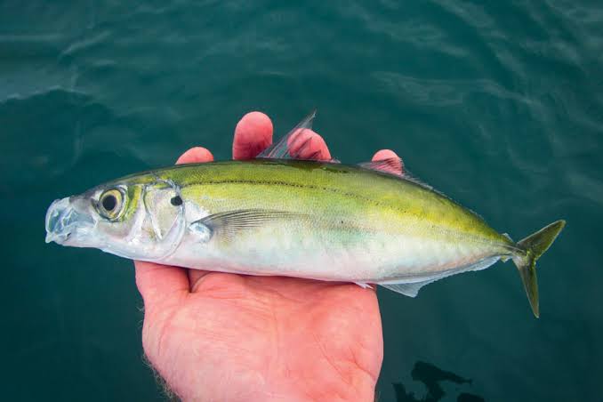 HAKU 'KOHERU' STICKBAIT