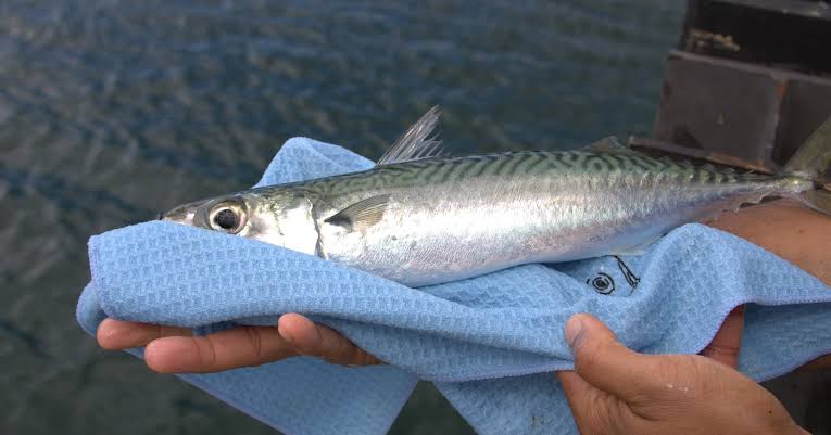 HAKU 'SLIMY MACKEREL' STICKBAIT